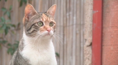 Els Mossos investiguen atacs a una colònia de gats a Montblanc