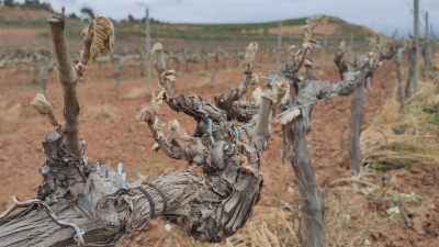 Les vinyes de la Conca de Barberà, greument afectades per les glaçades