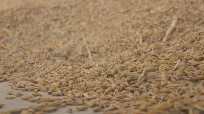 Fi d&#039;una collita de cereals amb davallades del 30 al 70% de la producció