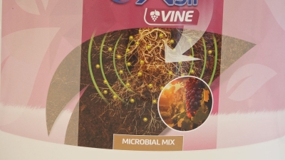 Microorganismes perquè la vinya s&#039;adapti a la sequera