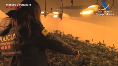 Presó per a cinc responsables de dues plantacions de marihuana al Tarragonès