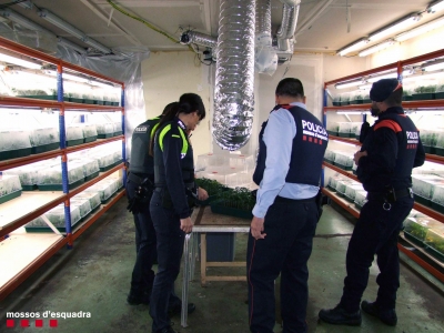 Els Mossos d’Esquadra desmantellen un cultiu de plantes mare de marihuana a Constantí