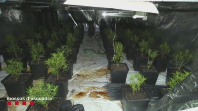 Dos detinguts per una plantació de marihuana al polígon de Constantí