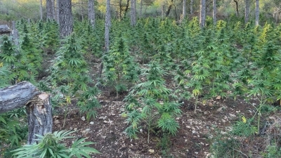 Detecten 1.500 plantes de marihuana a Mont-ral