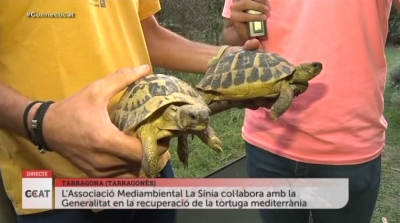 L&#039;Associació La Sínia col·labora amb la Generalitat en la recuperació de la tortuga mediterrània