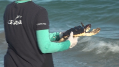 Alliberen 22 tortugues a la platja del Miracle