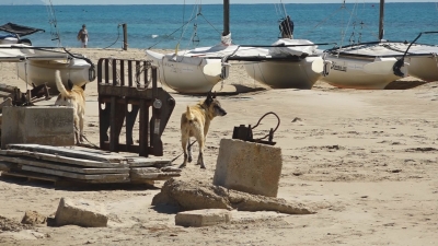 Torredembarra tindrà platja per a gossos aquest estiu