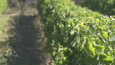 Agricultura donarà ajuts directes als vinyaters afectats pel míldiu