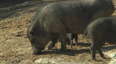 Nova Eucària i el PSC critiquen la decisió de traslladar els porcs vietnamites