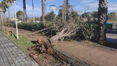 El temporal del matí provoca la caiguda de diversos arbres a Salou