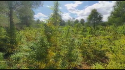 Troben més de 2.000 plantes de marihuana entre Lilla i Montblanc