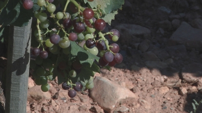 La sequera podria reduir un 60% la producció de vi