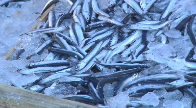 Mercadona es quedarà tot el peix blau de Tarragona