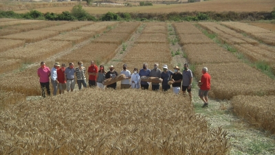 La cooperativa de Santa Coloma de Queralt treballa per millorar la qualitat del blat
